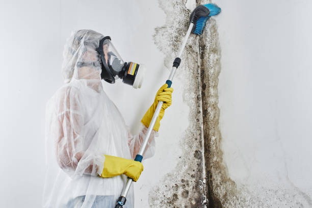 Best Insurance-Related Mold Remediation in Traverse City, MI